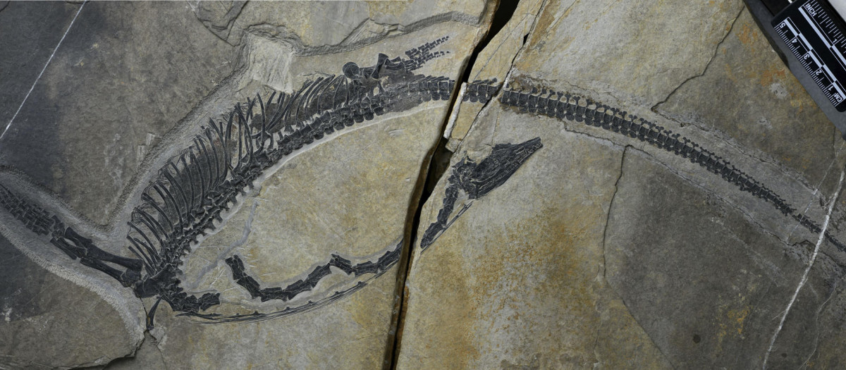 Fósil del reptil marino Austronaga minuta, de 245 millones de años de antigüedad