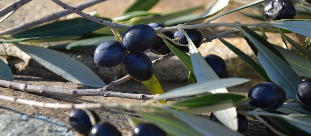 Aceituna negra