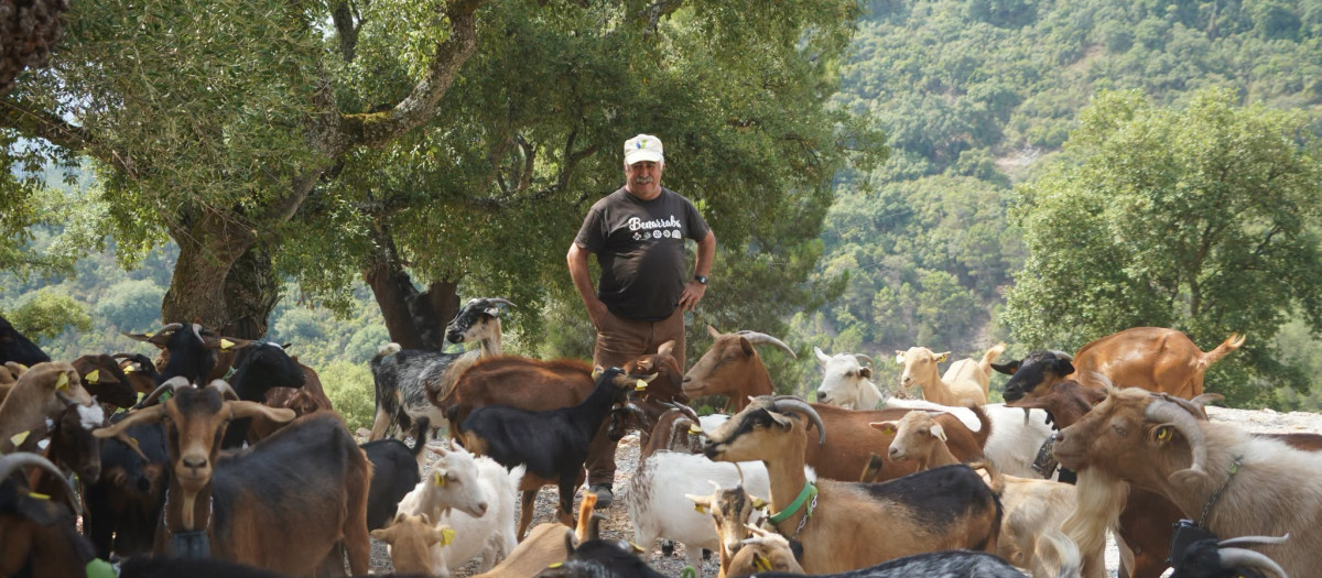 Un pueblo de Málaga ampliará los ejemplares de cabras por su buen hacer en el monte