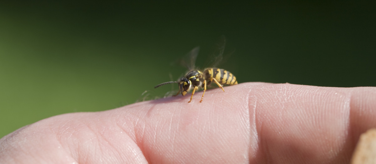Picadura de avispa