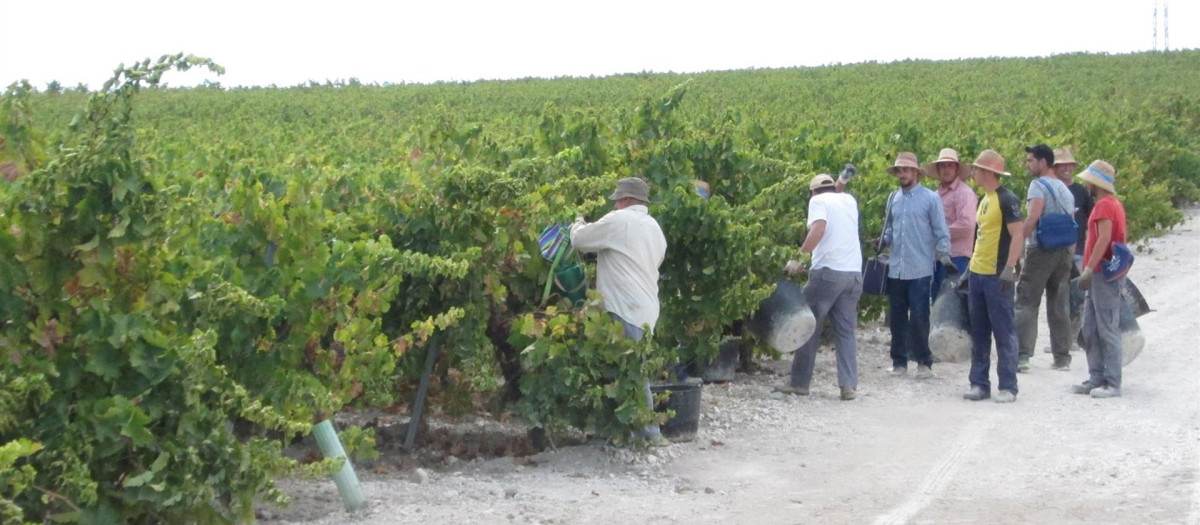 Vendimia en viñedos del marco Montilla-Moriles