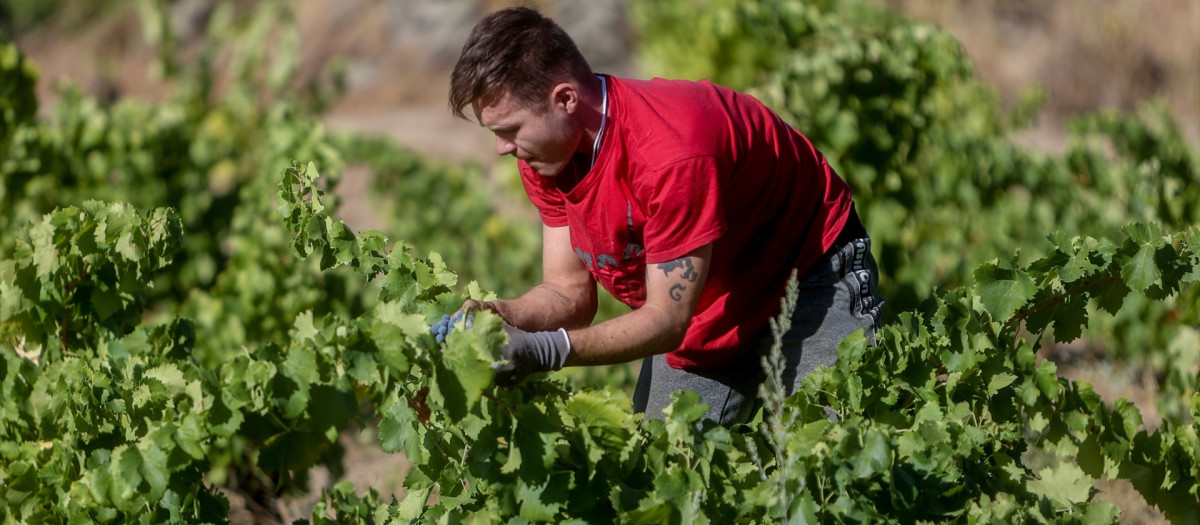 Un trabajador recogiendo uvas.