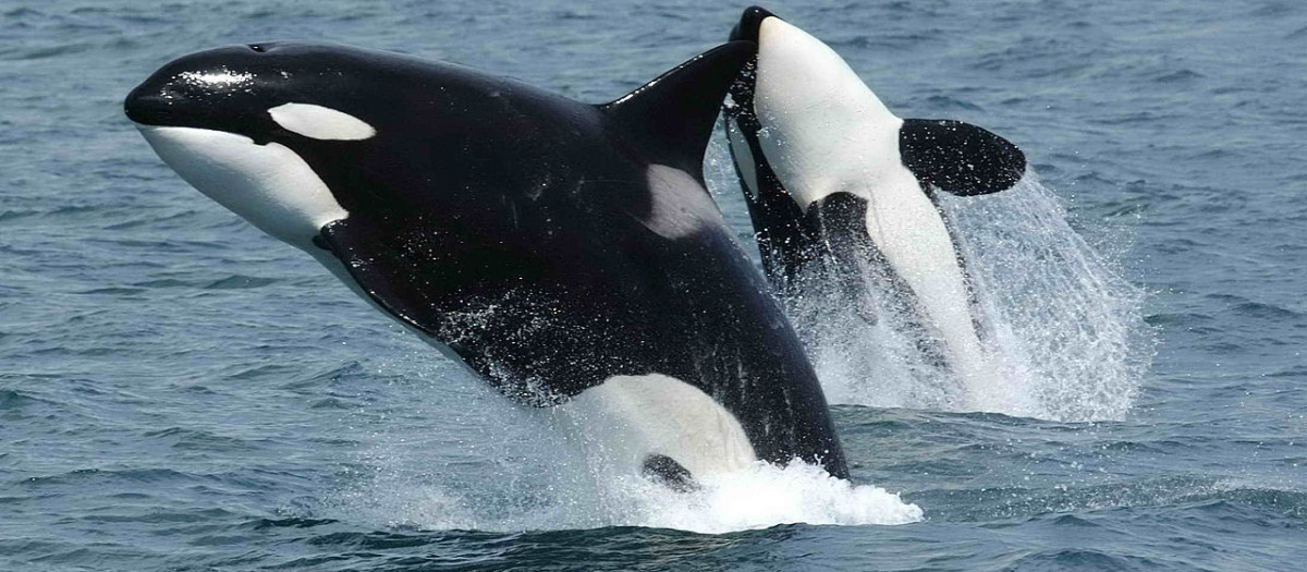 Tras el último hundimiento, un biólogo aclara si las orcas son un peligro para las personas en Galicia