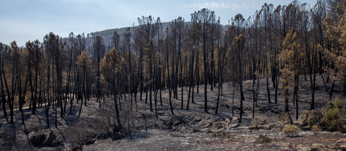(Foto de ARCHIVO)
Terreno quemado por el incendio forestal, a 23 de julio de 2026, en La Mierla