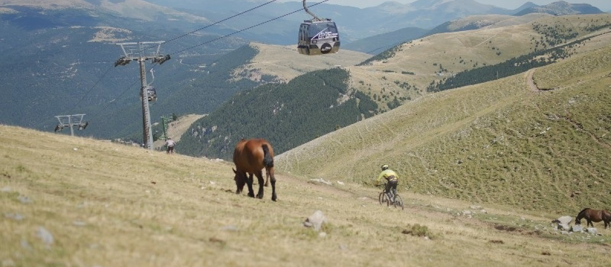 Un caballo pasta en un prado de La Molina mientras un deportista pasa en bicicleta