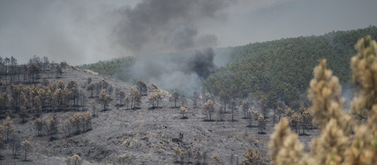 (Foto de ARCHIVO)
Extensión forestal quemada por el incendio, a 18 de julio de 2026, en La Mierla