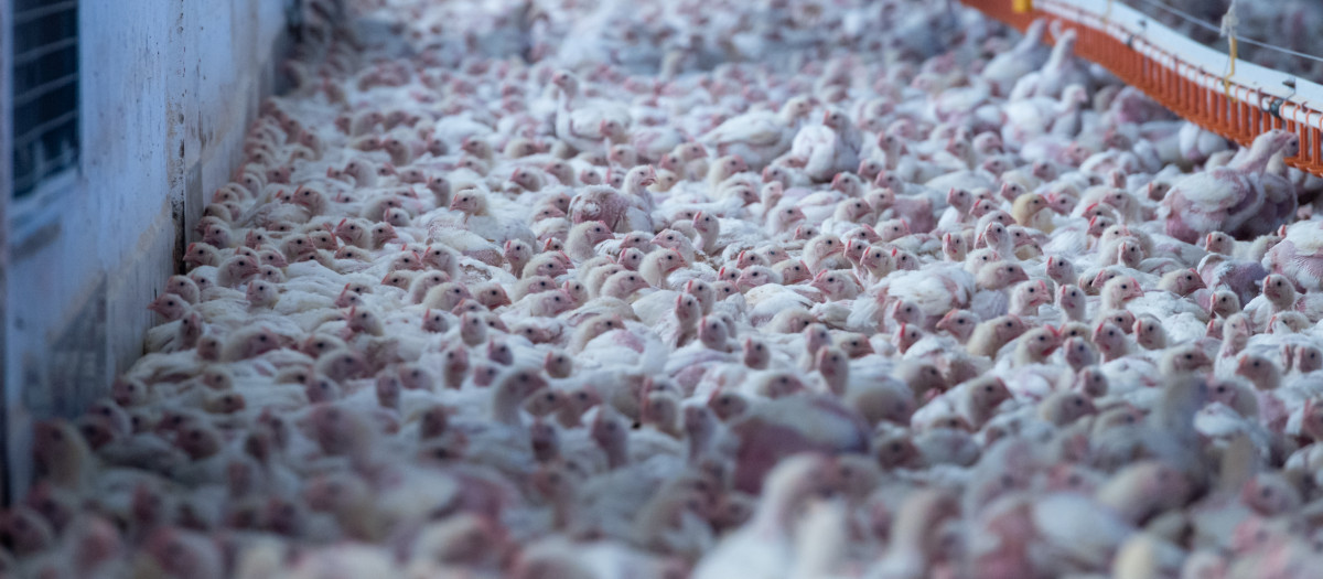 Granja de pollos, imagen de archivo