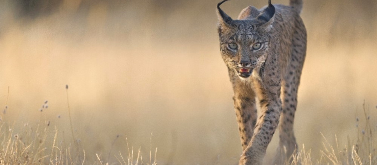 (Foto de ARCHIVO)
Lince