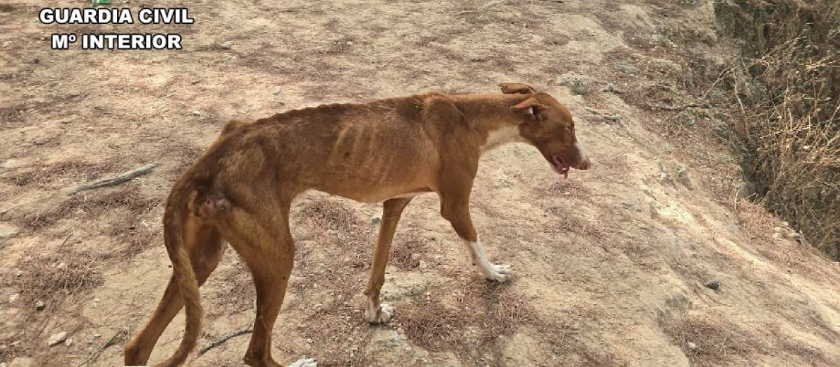 Uno de los perros maltratados hallados por la Guardia Civil en una finca en Ibiza.