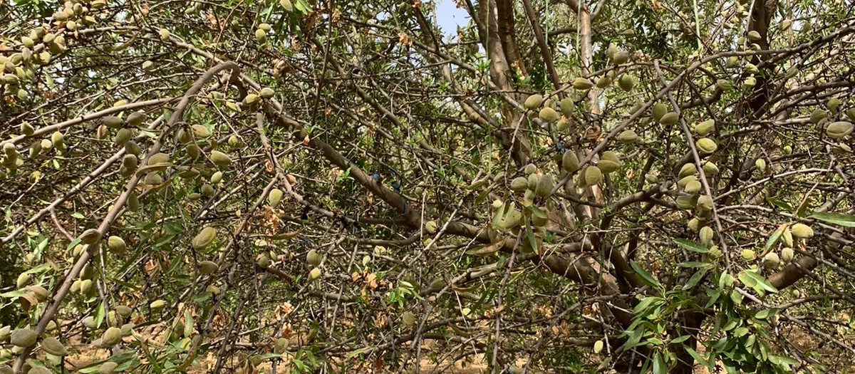 Almendros