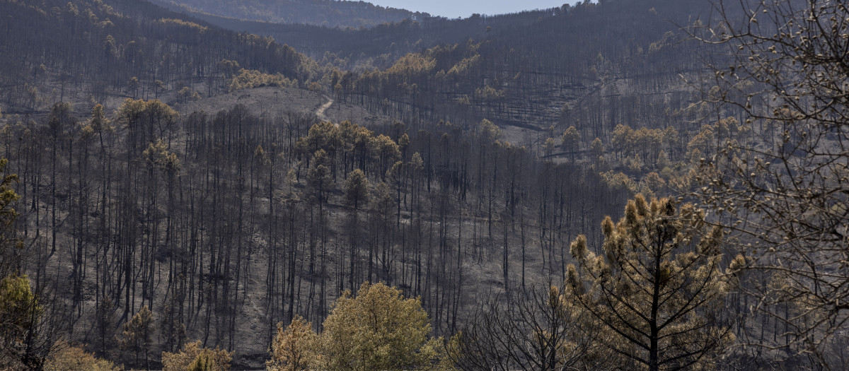 Embalse del Burguillo, en el Valle de Iruelas (Ávila), tras el incendio