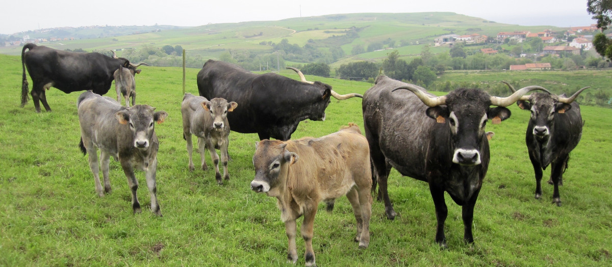 Vacas tudancas en Cantabria