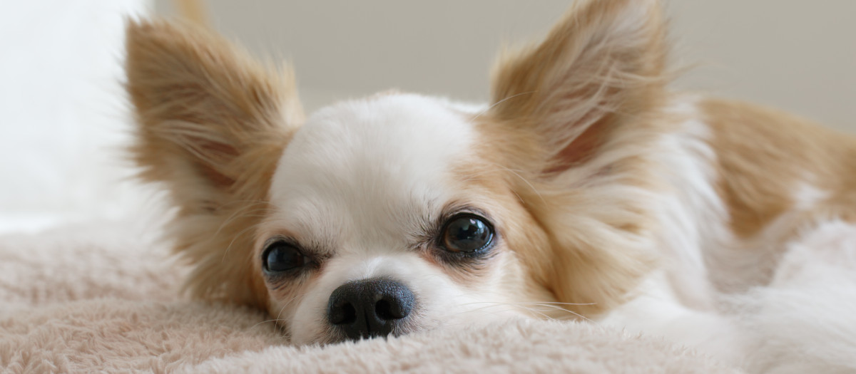 Foto de archivo de un perro chihuahua