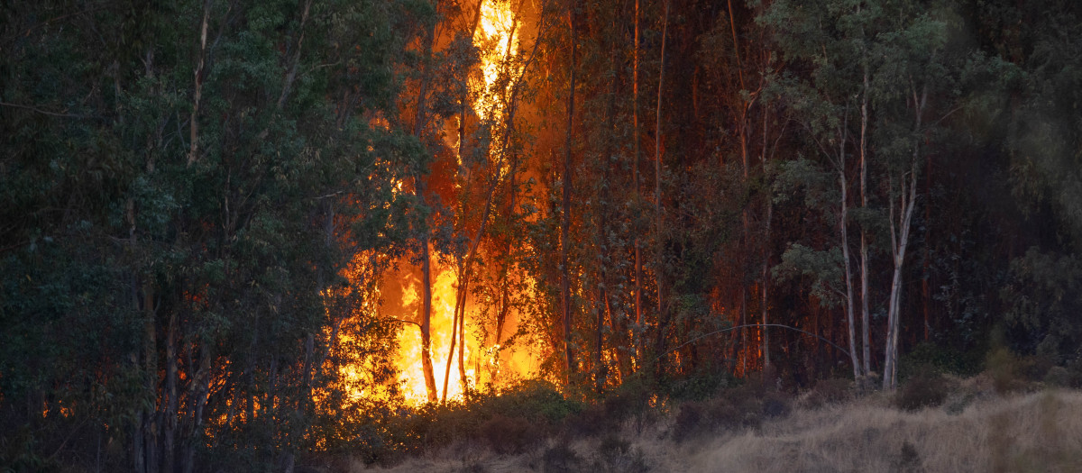 El incendio de Niebla (Huelva) continúa activo con más de 4.000 hectáreas afectadas. A 8 de agosto de 2026 en Niebla (Huelva, Andalucía, España). El incendio forestal declarado este pasado jueves en el paraje Raboconejo de Niebla (Huelva) supera la 4.000 hectáreas de extensión y mantiene activada la fase de emergencia, situación operativa 2, ante los continuos cambios de viento que están dificultando las labores de más de 300 efectivos que trabajan en su extinción.

Clara Carrasco / Europa Press
08/8/2026