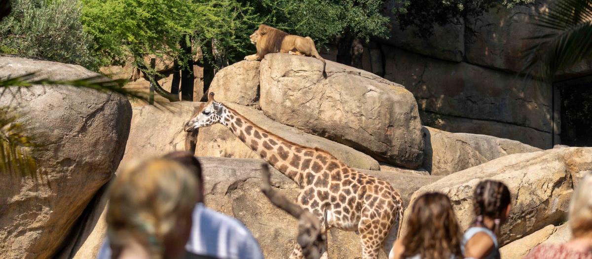 León y jirafa en la sabana de Bioparc Valencia