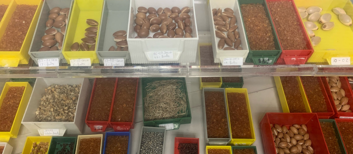 Semillas en la cámara de deshidratación en el Banco de Germoplasma Vegetal Andaluz