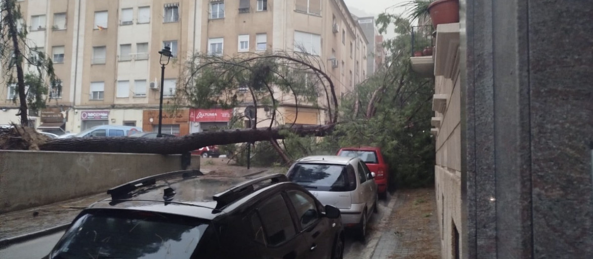 Imagen de un árbol caído en Alcoy tras registrar rachas de viento de 132 km/h