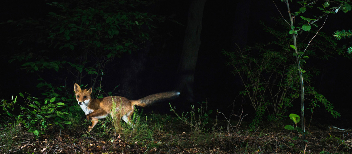 Zorro rojo en bosque en la noch