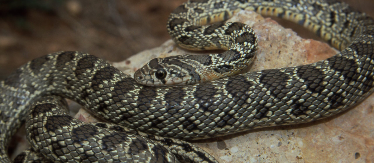 Culebra de Herradura, especie autóctona muy estilizada, protegida y completamente inofensiva