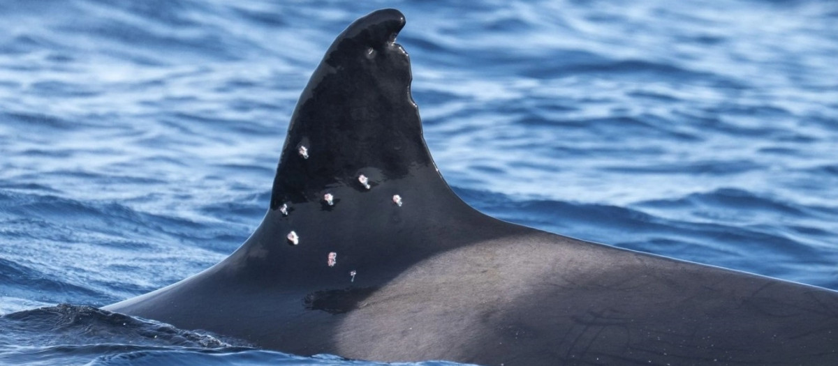 El MITECO abre actuaciones previas de  investigación tras el avistamiento de la orca Toñi  con posibles marcas de perdigones