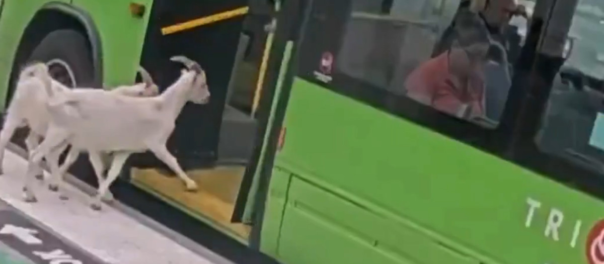 Dos cabras se suben a un autobús en Oregón