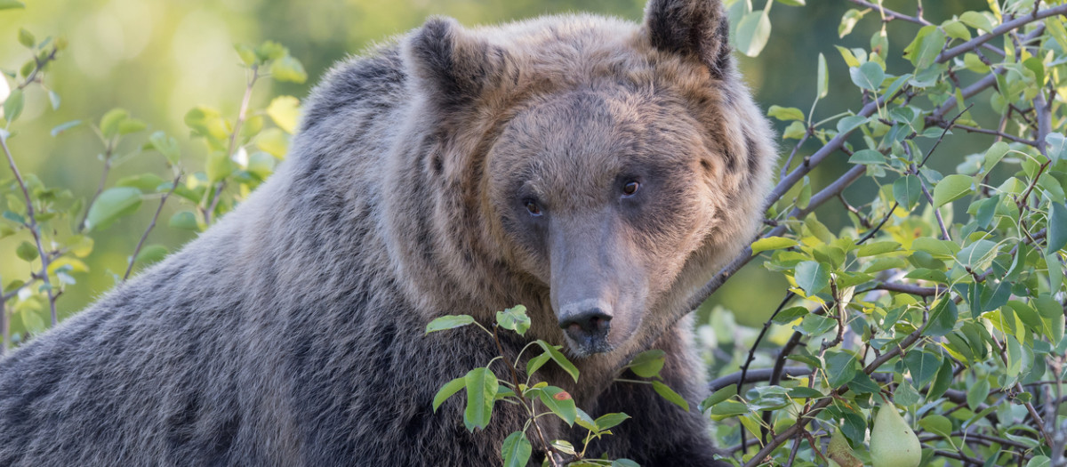 Imagen de un oso pardo en busca de fruta
