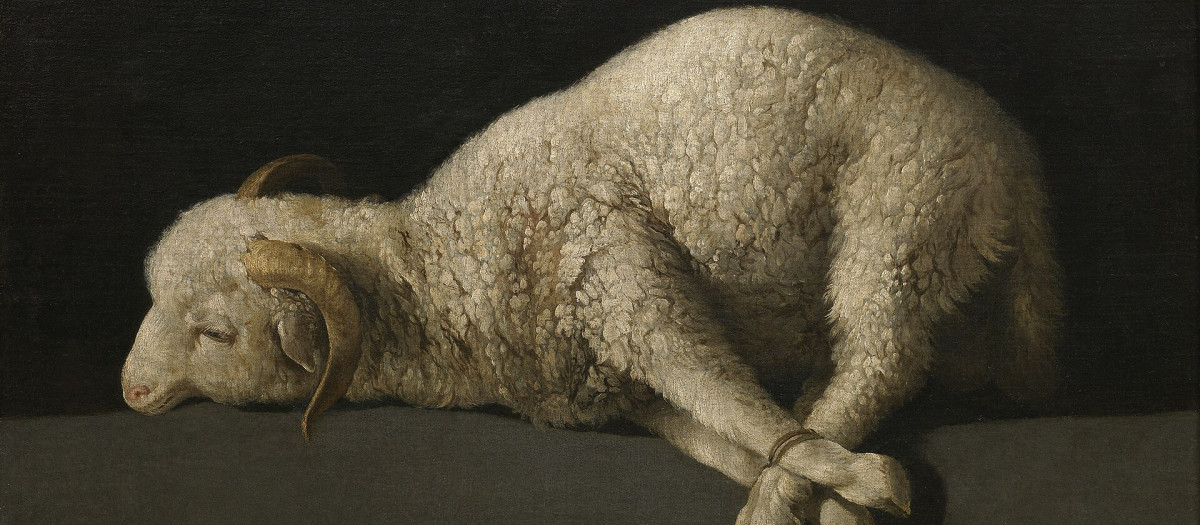 'Agnus Dei' de Zurbarán, una de las obras expuestas en la National Gallery