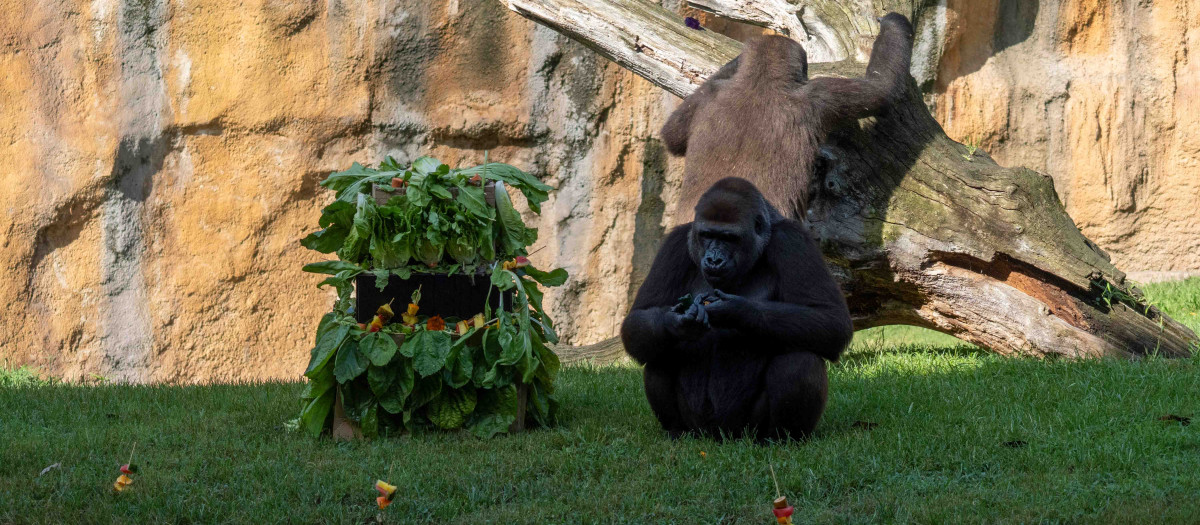 Imagen de la gorila Virunga en BIOPARC Valencia.