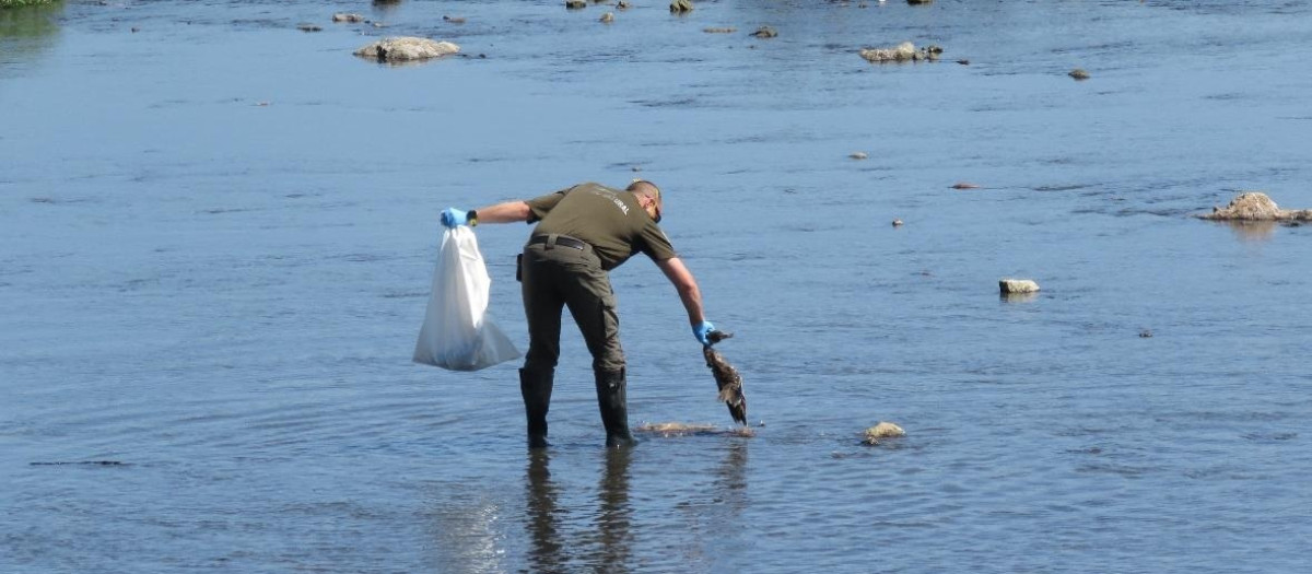 Aparición de aves muertas en la ría de San Martín, en Suances