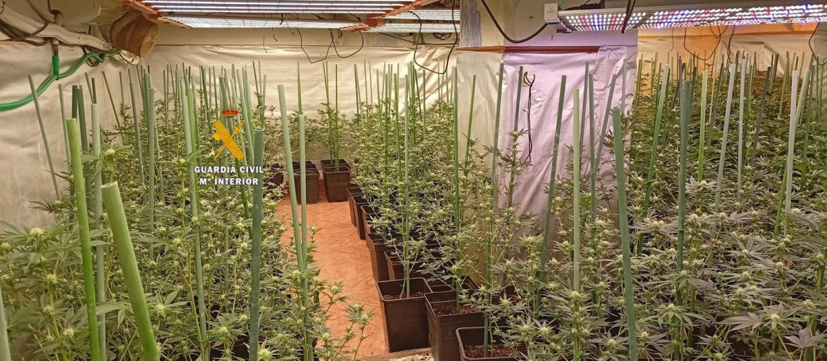 La Guardia Civil desmantela una plantación de marihuana con 2.150 plantas en Paracuellos de Jarama