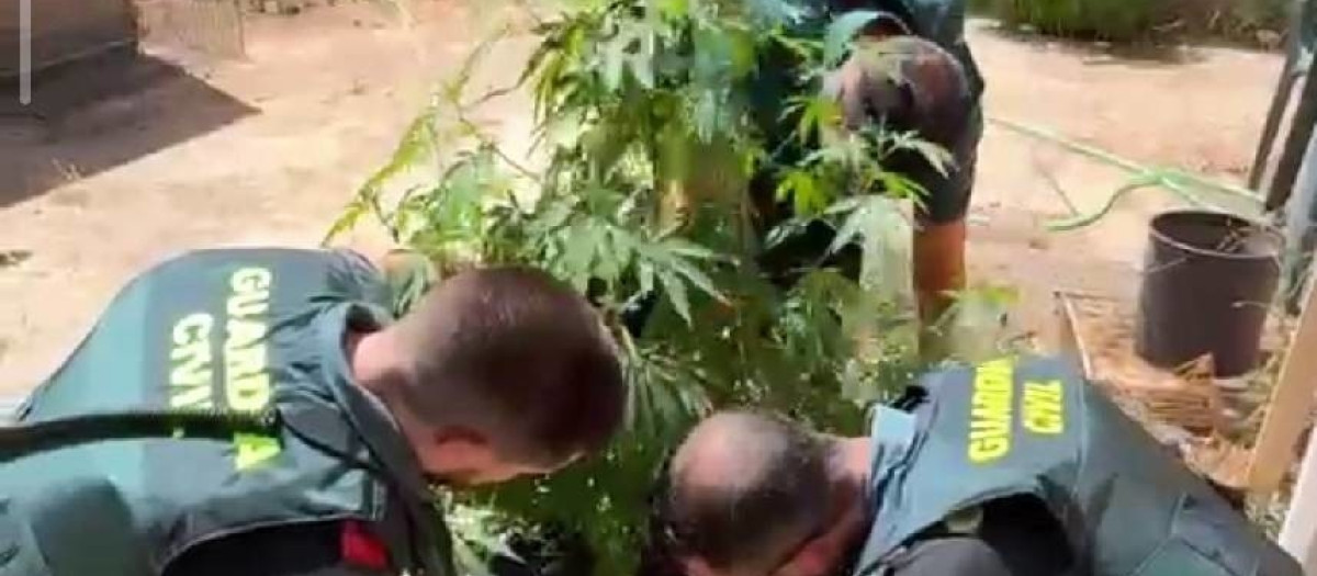 Dos personas investigadas tras descubrir la Guardia Civil 55 plantas de marihuana en un bar de Casasimarro