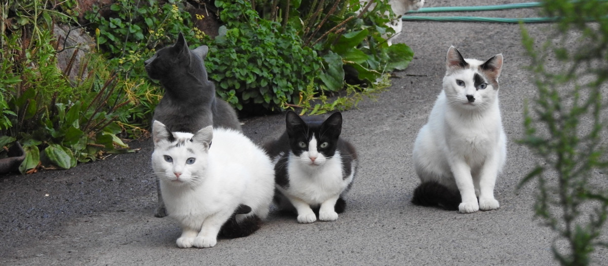 (Foto de ARCHIVO)
Gatos