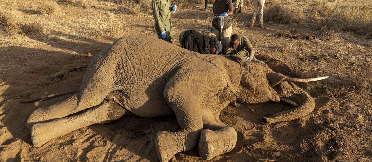 Veterinarios del Sheldrick Wildlife Trust y del Kenya Wildlife Service (KWS) atienden a un elefante macho tendido en el suelo