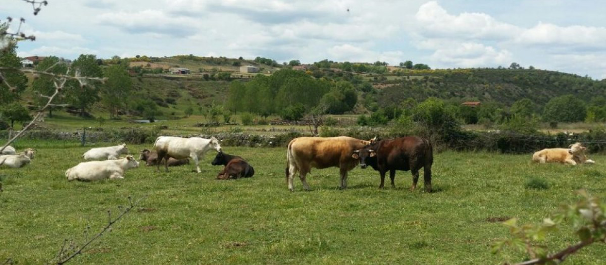 Terneras en las comarcas zamoranas de Aliste, Sayago y Sanabria
