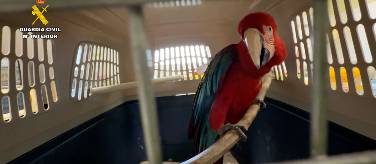 El guacamayo rojo
