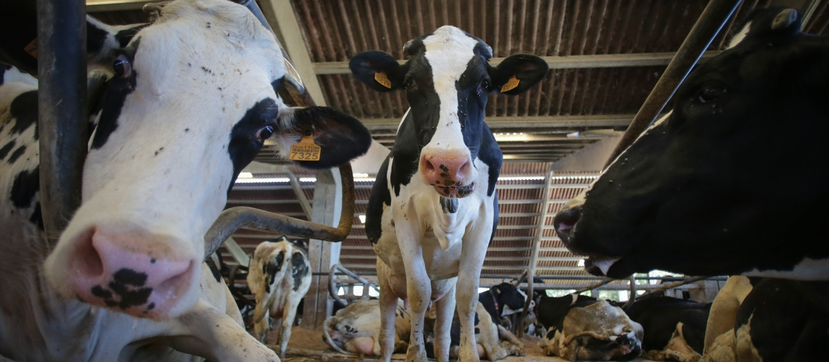Vacas de una ganadería de lácteo en Sabadelle, a 7 de agosto de 2023, en Chantada, Lugo, Galicia (España). Ganaderos gallegos han denunciado en los últimos días "abandono" por parte de la Xunta ante la vacunación contra la lengua azul. A este respecto, Unións Agrarias ha denunciado una situación "desesperada" por el veto a que se puedan sacar reses de las granjas sin vacunar. Urge a que se amplíen los medios disponibles. Por su parte, la Xunta defiende que "no hay ningún tipo de bloqueo ni de retraso en la campaña de vacunación de lengua azul", al tiempo que sostiene que el Gobierno gallego está actuando con la "máxima diligencia y eficacia".

Carlos Castro / Europa Press
07 AGOSTO 2023;VACAS;ENFERMEDAD;GANADERÍA;LECHE;CARNE;
07/8/2023