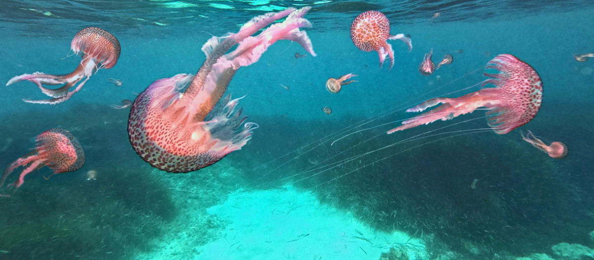 Medusas de la especie Pelagia Noctiluca