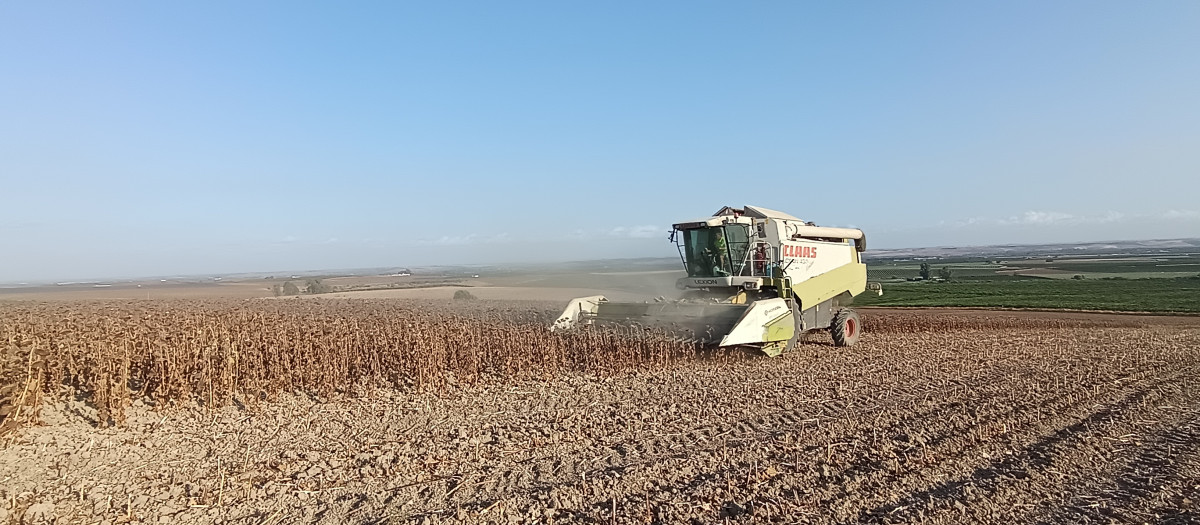 Plantación de cereal