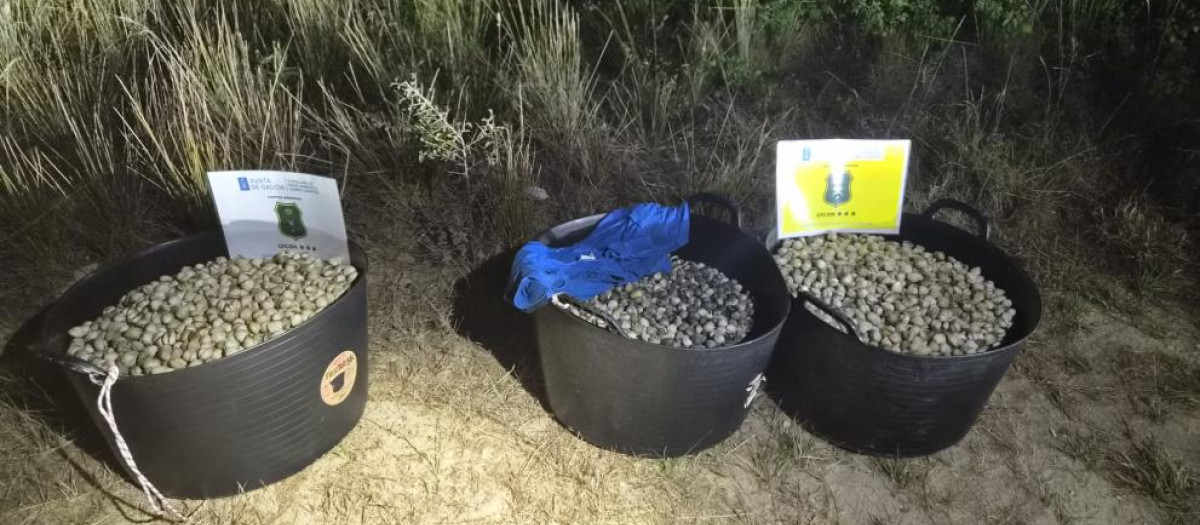 Los más de 150 kilos de berberecho incautados