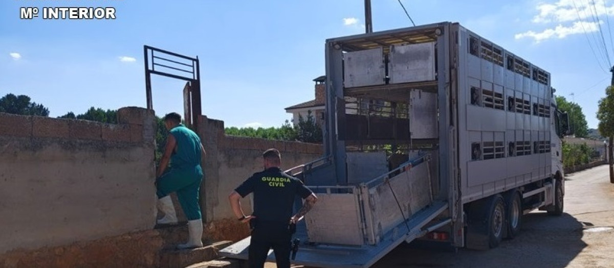 El Seprona de Ciudad Real inmoviliza 28 cabezas de ganado ovino en Ruidera por incumplir la normativa de sanidad animal