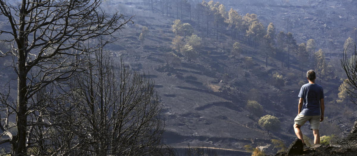 Un hombre observa uno de los pinares arrasados por el incendio de Burgohondo (Ávila) en el Parque Natural del Valle de Iruelas