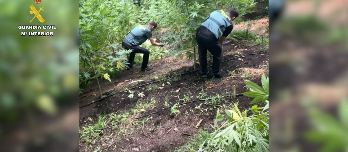Agentes retirando plantas de cannabis en Lugo

REMITIDA / HANDOUT por GUARDIA CIVIL
Fotografía remitida a medios de comunicación exclusivamente para ilustrar la noticia a la que hace referencia la imagen, y citando la procedencia de la imagen en la firma
22/8/2026