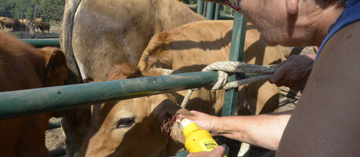 Ganadera realizando un tratamiento a una de sus vacas en Ourense

Rosa Veiga / Europa Press
19/8/2026