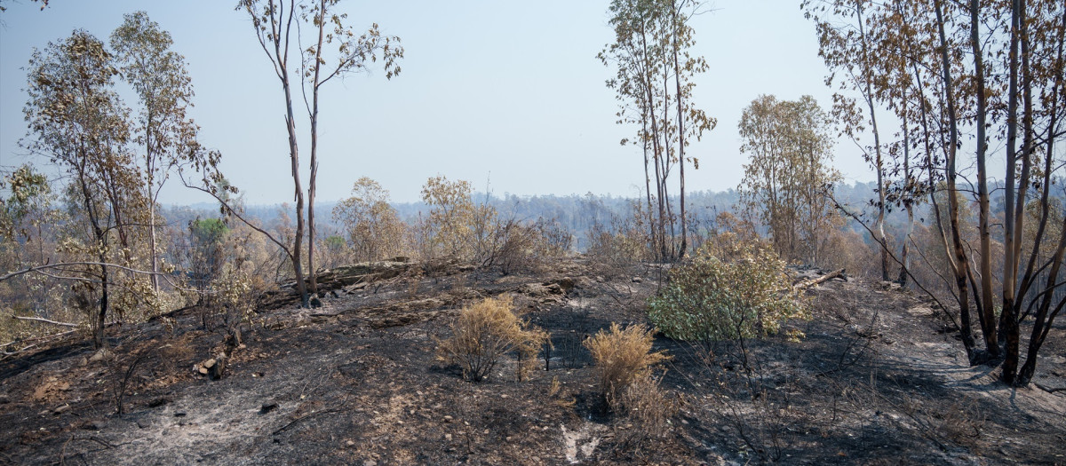 Zona afectada por el incendio de Niebla (Huelva)