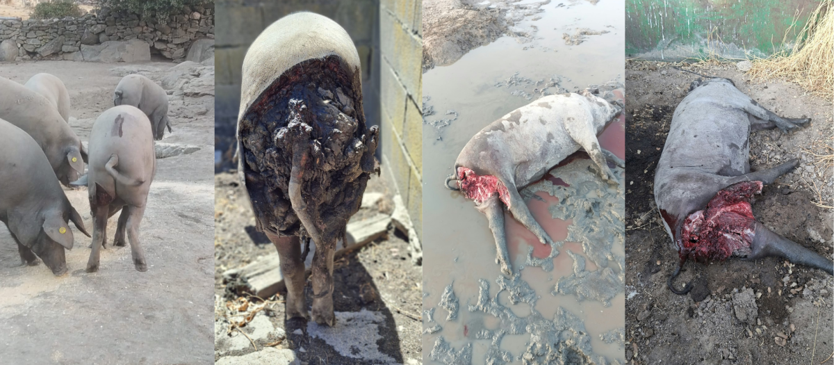 Ataque de lobos a una explotación ganadera de Salamanca