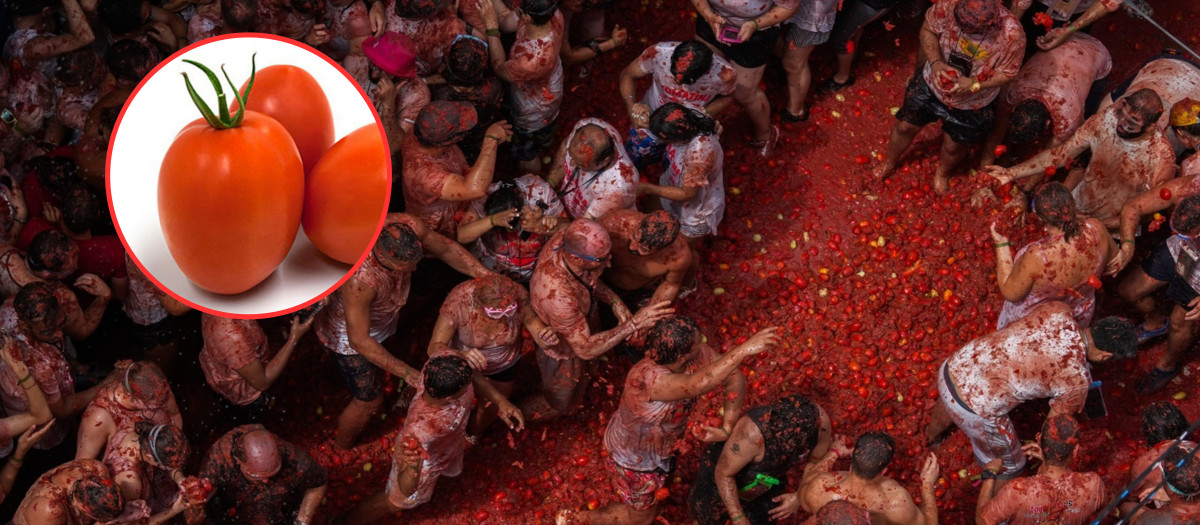 Imagen de archivo de la Tomatina de Buñol, y arriba a la izquierda la variedad de tomate pera