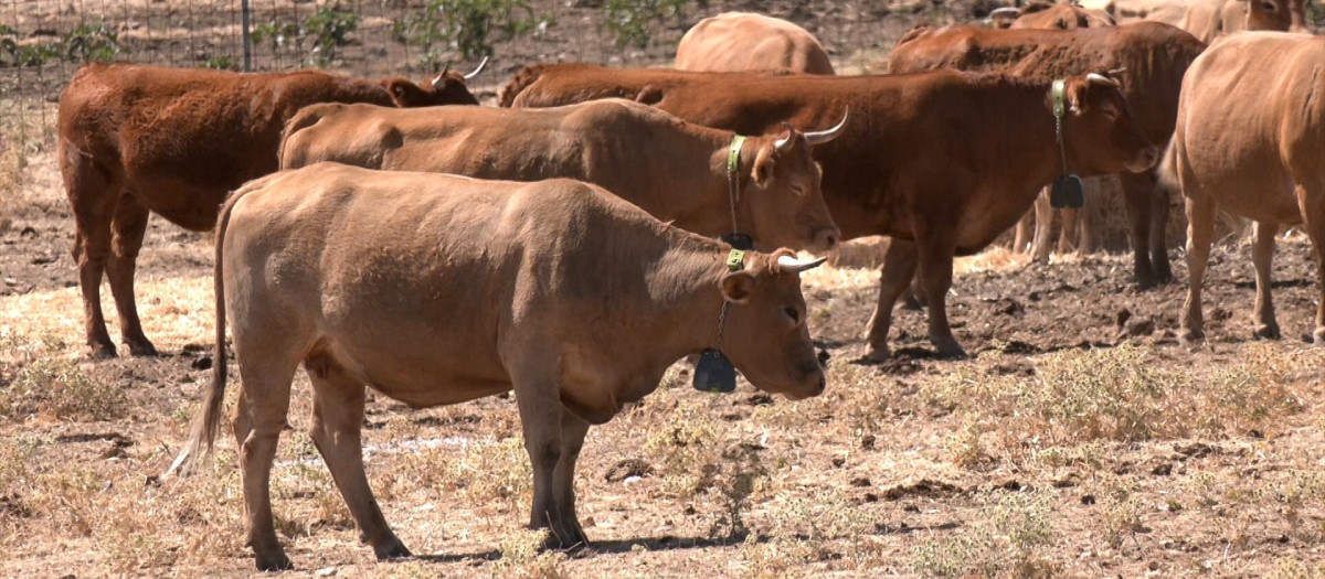 Vacas con collares de vallado virtual.

REMITIDA / HANDOUT por DIPUTACIÓN DE GUADALAJARA
Fotografía remitida a medios de comunicación exclusivamente para ilustrar la noticia a la que hace referencia la imagen, y citando la procedencia de la imagen en la firma
25/8/2026