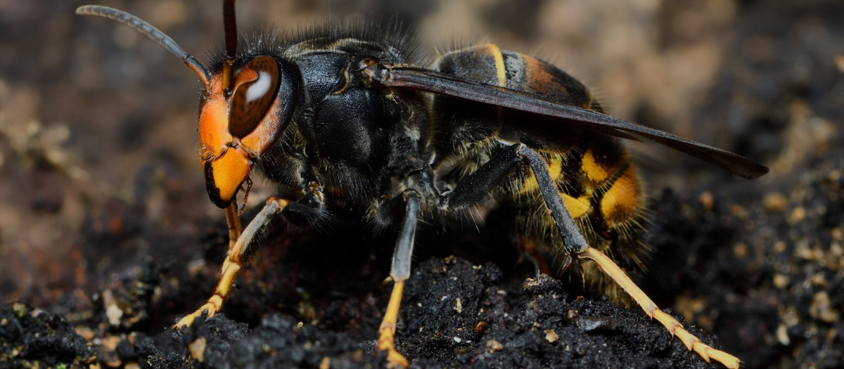 La avispa asiática (vespa velutina)