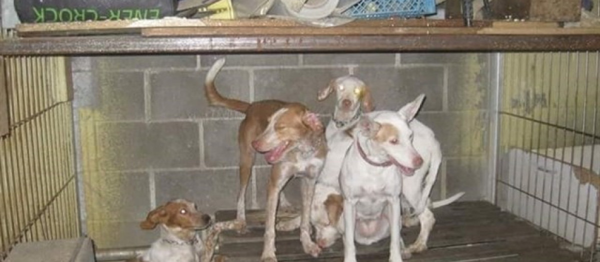 Perros rescatados por la Policía Local