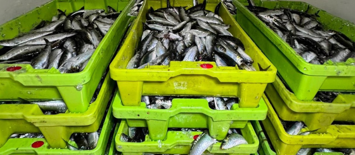 Sardinas incautadas en Cangas

REMITIDA / HANDOUT por GUARDIA CIVIL
Fotografía remitida a medios de comunicación exclusivamente para ilustrar la noticia a la que hace referencia la imagen, y citando la procedencia de la imagen en la firma
28/8/2026